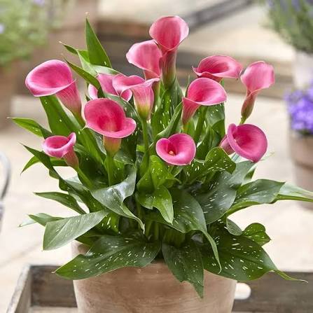 Pink Bonsai Calla Lily Flower Seeds