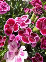 Pink Dianthus caryophyllus Flower Seeds - Heirloom Non GMO Garden Seeds for Planting, High Germination Quality