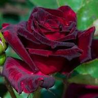 Marron Rose Flower Seeds