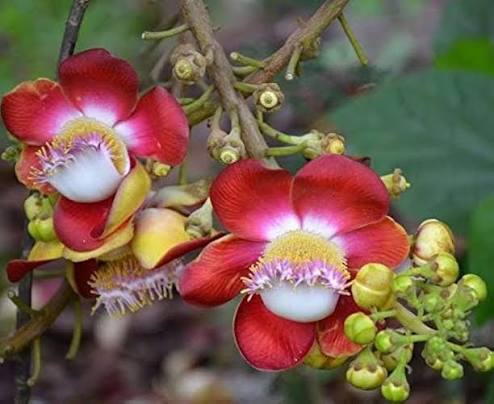 Cannonball Flower Seeds
