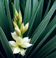 Yucca Flower Premium Floral