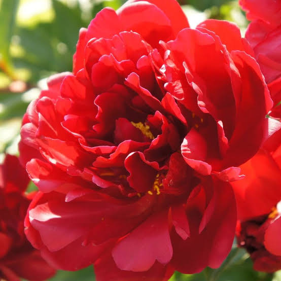 Red Peony Flower Seeds for - Heirloom Non GMO Premium Garden Seeds for Planting, High Germination Outdoor Plants