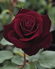 Marron Rose Flower Seeds for Planting Heirloom Non-GMO High Germination Organic Garden Seeds Rare Blooms - Heirloom Non