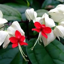 Red White Bleeding Heart Flower Seeds
