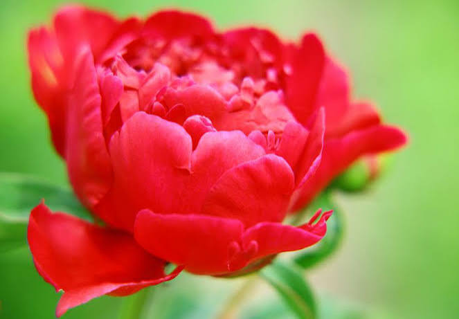 Red Peony Flower Seeds