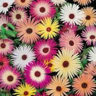 Mixed Coreopsis Flower Seeds for Planting Heirloom Non-GMO High Germination Organic Garden Seeds Easy Grow Blooms