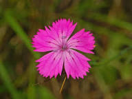 Pink Dianthus Flower Seeds