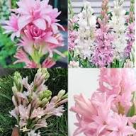 Pink Securigera Flower Rare Blooming Plants for Planting Heirloom Non-GMO High Germination Organic Garden for Balcony