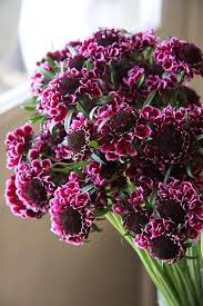 Marron Scabiosa Flower Seeds for Planting Heirloom Non-GMO High Germination Organic Garden Seeds Premium Floral -