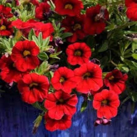 Red Calibrocha Flower Seeds