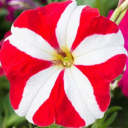 Red White Petunia Flower Seeds