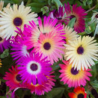 Mixed Coreopsis Flower Seeds for Planting Heirloom Non-GMO High Germination Organic Garden Seeds Easy Grow Blooms
