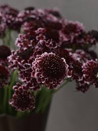 Marron Scabiosa Flower Seeds