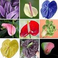 Mixed Anthurium Flower Seeds for Planting Premium Floral Seeds Heirloom Non-GMO High Germination Organic Garden Seeds In