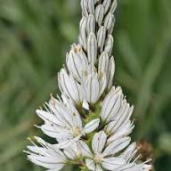 White Asiaticus Flower Seeds - Heirloom, Non-GMO, High Germination Flower Seeds for Planting