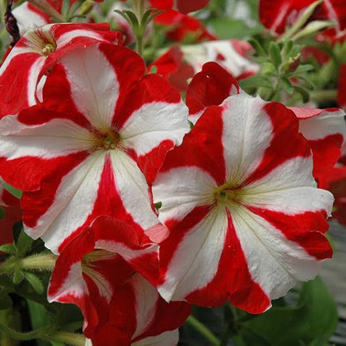 Red White Petunia Flower Seeds