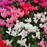 Mixed Cyclamen Flower Seeds - Heirloom Non GMO High Germination Flower Seeds for Planting