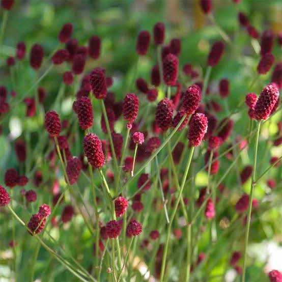 Purple Sanguisorba Flower Seeds Heirloom Non GMO High Germination Orga - Heirloom Non GMO High Germination Organic Garde