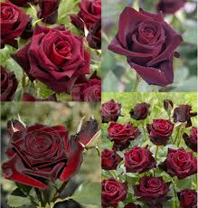 Red Baccara Rose Flower Seeds