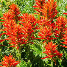 Castilleja Flower Seeds