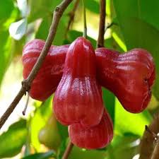 Rose Apple Fruit Seeds