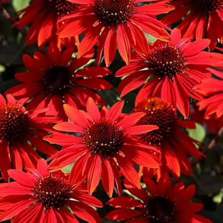 Echinacea Flower Seeds