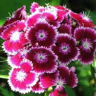 White Marron Dianthus Flower Seeds