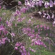 Pink Dierama Flower for Planting Heirloom Non-GMO High Germination Organic Garden for Colorful Landscapes Seeds - Heir
