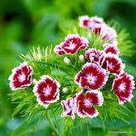 Mixed Dianthus Flower Seeds for Planting Heirloom Non-GMO High Germination Organic Garden Seeds Rare Blooms - Heirloom