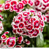 White Marron Dianthus Flower Seeds - Heirloom Non GMO High Germination Organic Garden Planting