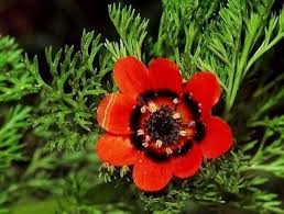 Adonis Flower Seeds