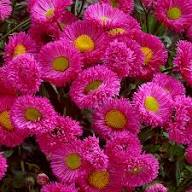 Pink Erigeron for Planting Heirloom Non-GMO High Germination Organic Garden Landscape Gardens Flower Seeds - Heirloom