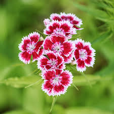 Mixed Dianthus Flower Seeds