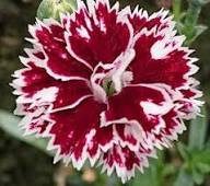 White Marron Dianthus Flower Seeds