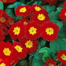 Red Primrose Flower Seeds