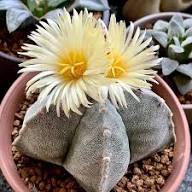 White Astrophytum Flower Seeds