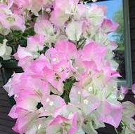 Pink Azorina Flower Flower Seeds - Heirloom Non GMO High Germination Organic Garden Planting Seeds