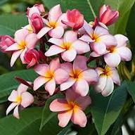 Champa Flower Seeds Mixed Exotic Flowering Plants Colorful Backyard Beauty Colorful Seeds for Planting - Heirloom Non GM