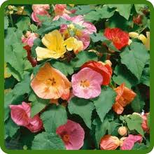 Mixed Abutilon Flower Seeds for Planting Heirloom Non-GMO High Germination Organic Garden Seeds - Heirloom Non GMO High