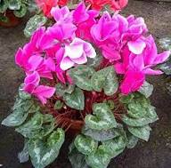 Pink Cyclamen Flower