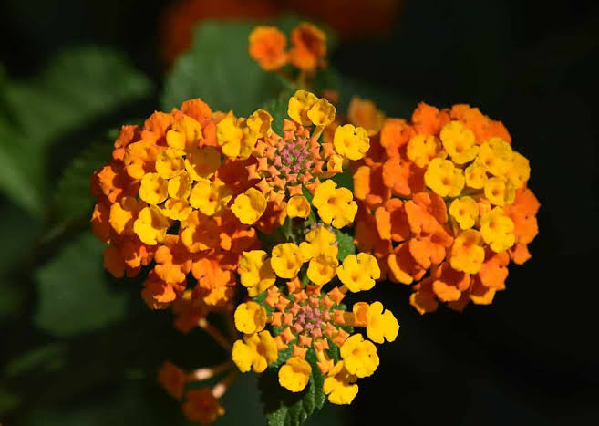 Orange Lantana Flower Seeds for - Heirloom Non GMO Premium Garden Seeds for Planting, High Germination Outdoor Plants