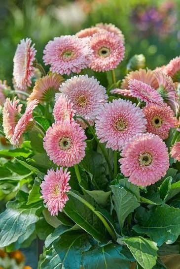 Pink Gerbera Flower Seeds