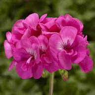 Pink Geranium Pelargonium Flower Seeds