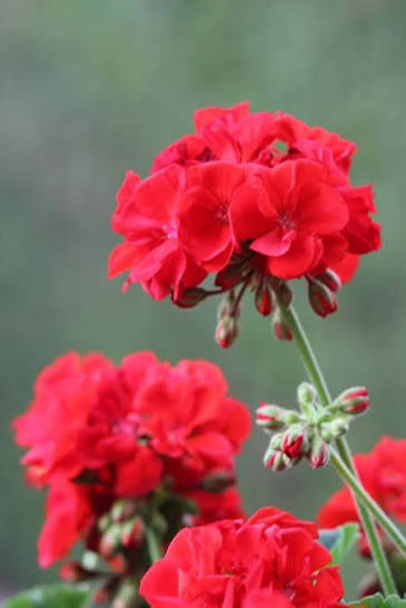 Maroon Geranium Flower Seeds