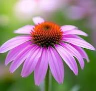 Purple Echinacea Flower Seeds for Planting Heirloom Non-GMO High Germination Organic Garden Seeds