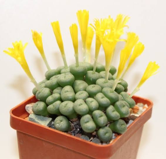 Conophytum Flower Seeds