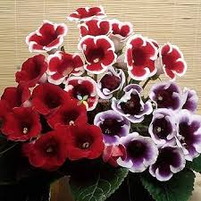 Gloxinia Flower Seeds