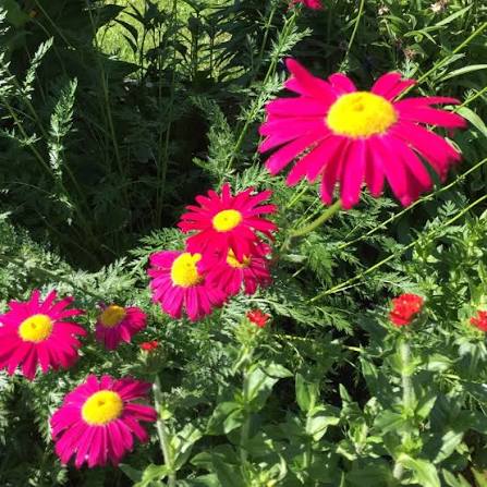 Red Chamomile Flower Seeds