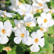 White Bacopa Flower Seeds