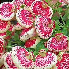 Pink Calceolaria Flower seeds